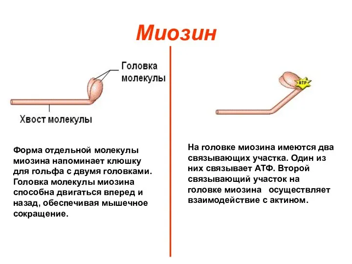 Миозин Форма отдельной молекулы миозина напоминает клюшку для гольфа с двумя головками.