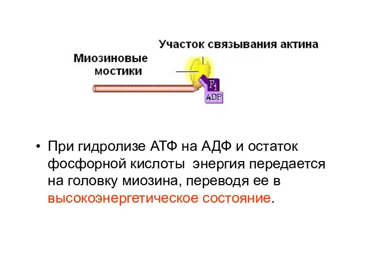 При гидролизе АТФ на АДФ и остаток фосфорной кислоты энергия передается на