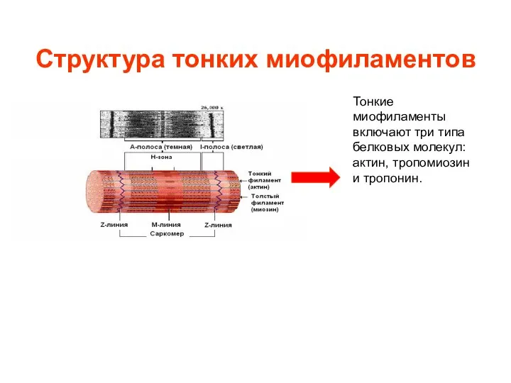 Структура тонких миофиламентов Тонкие миофиламенты включают три типа белковых молекул: актин, тропомиозин и тропонин.