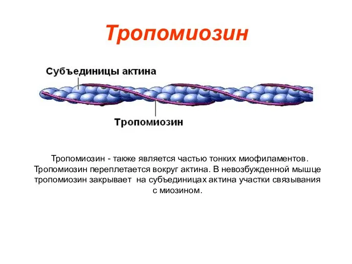Тропомиозин Тропомиозин - также является частью тонких миофиламентов. Тропомиозин переплетается вокруг актина.