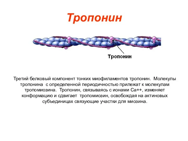 Тропонин Третий белковый компонент тонких миофиламентов тропонин. Молекулы тропонина с определенной периодичностью