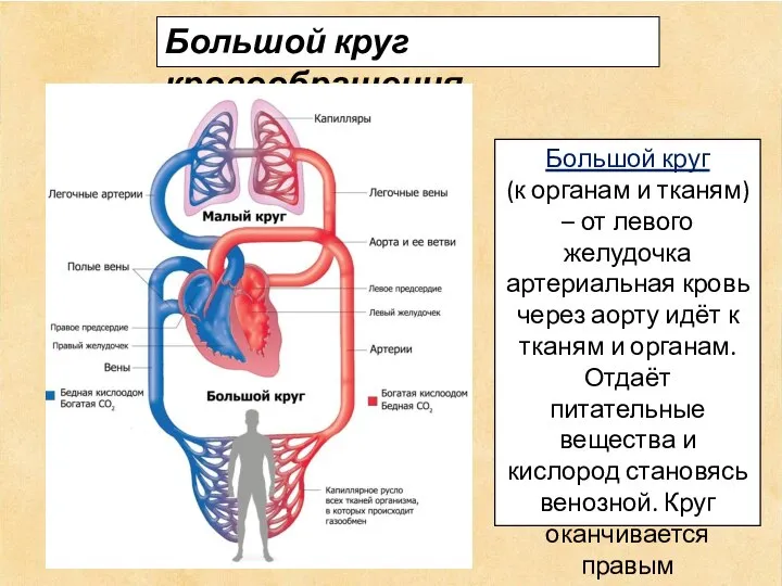 Большой круг кровообращения Большой круг (к органам и тканям) – от левого