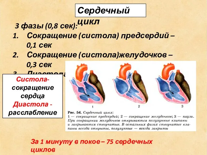 Сердечный цикл 3 фазы (0,8 сек): Сокращение (систола) предсердий – 0,1 сек