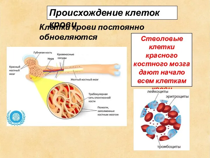 Происхождение клеток крови Клетки крови постоянно обновляются Стволовые клетки красного костного мозга