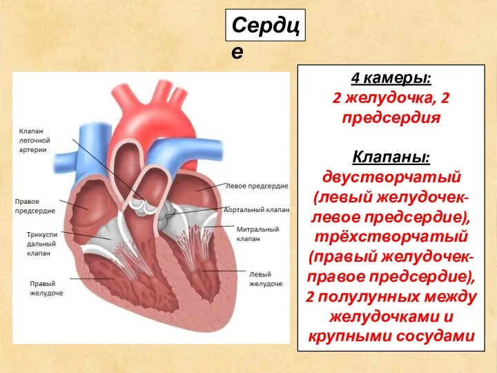 Сердце 4 камеры: 2 желудочка, 2 предсердия Клапаны: двустворчатый (левый желудочек-левое предсердие),