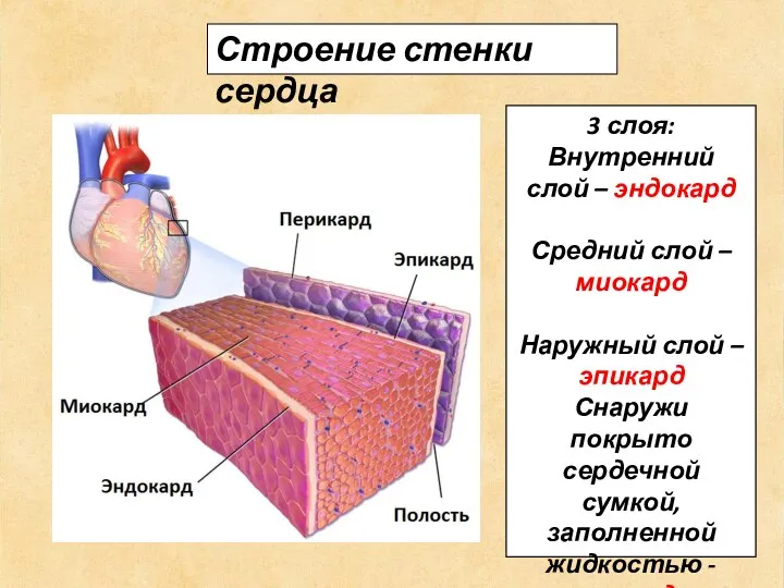 Строение стенки сердца 3 слоя: Внутренний слой – эндокард Средний слой –
