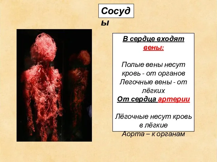 Сосуды В сердце входят вены: Полые вены несут кровь - от органов