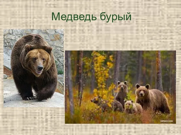 Медведь бурый