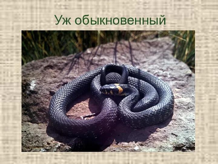 Уж обыкновенный