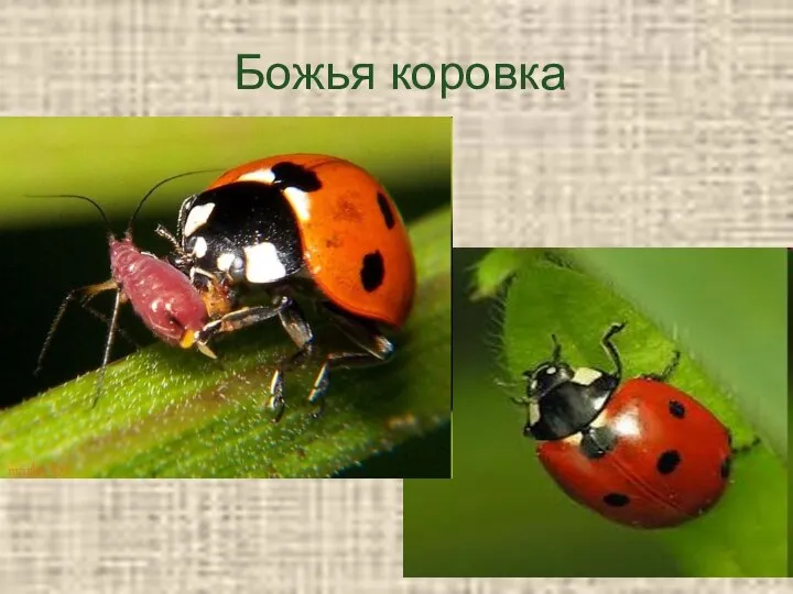 Божья коровка