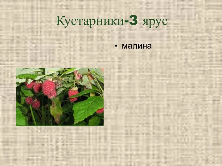 Кустарники-3 ярус малина