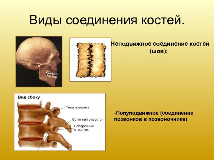 Виды соединения костей. -Полуподвижное (соединение позвонков в позвоночнике) -Неподвижное соединение костей(шов);