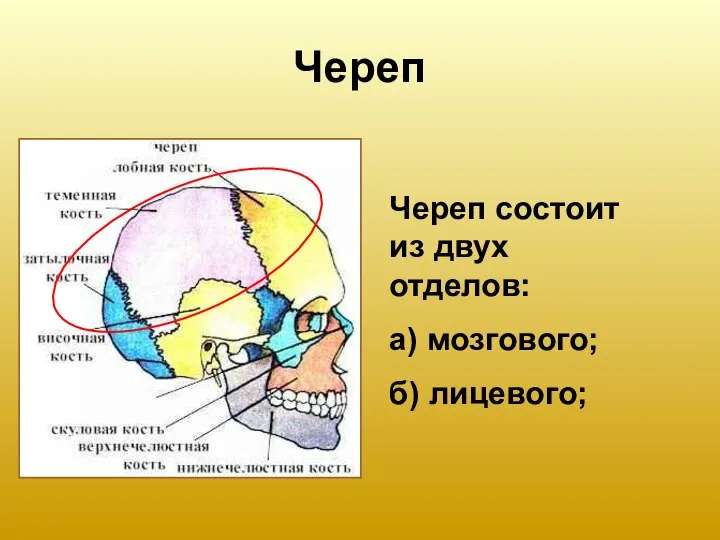 Череп Череп состоит из двух отделов: а) мозгового; б) лицевого;