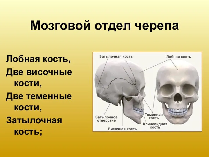 Мозговой отдел черепа Лобная кость, Две височные кости, Две теменные кости, Затылочная кость;