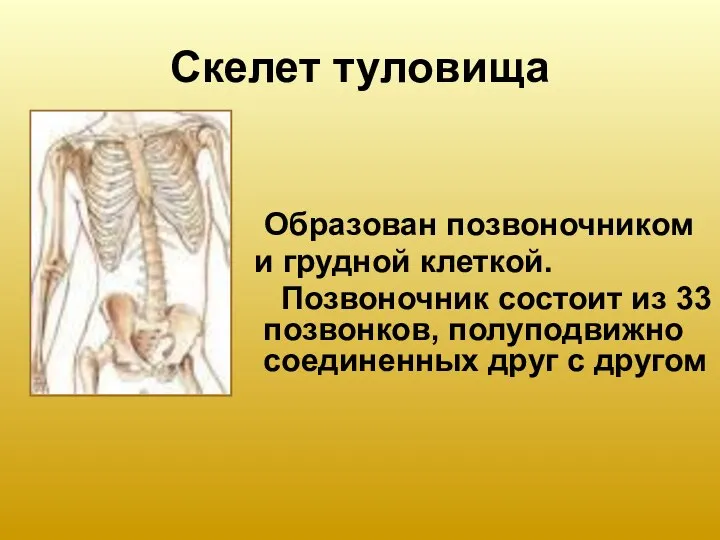 Скелет туловища Образован позвоночником и грудной клеткой. Позвоночник состоит из 33 позвонков,