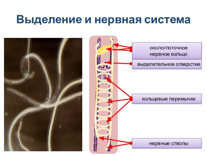 Выделение и нервная система