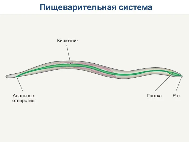 Пищеварительная система