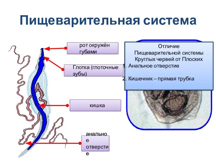 Пищеварительная система Отличие Пищеварительной системы Круглых червей от Плоских Анальное отверстие Кишечник – прямая трубка