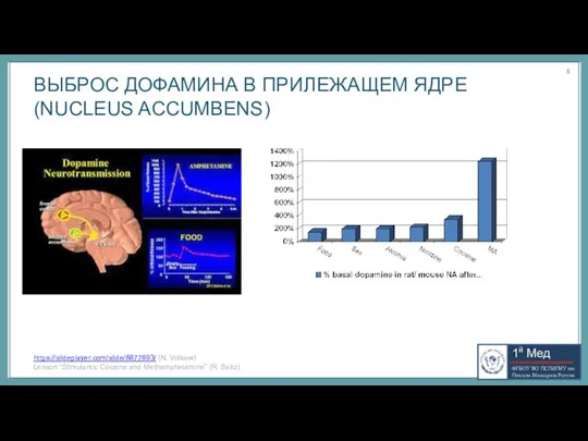 ВЫБРОС ДОФАМИНА В ПРИЛЕЖАЩЕМ ЯДРЕ (NUCLEUS ACCUMBENS) https://slideplayer.com/slide/8877893/ (N. Volkow) Lesson “Stimulants: