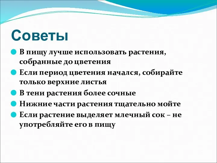 Советы В пищу лучше использовать растения, собранные до цветения Если период цветения