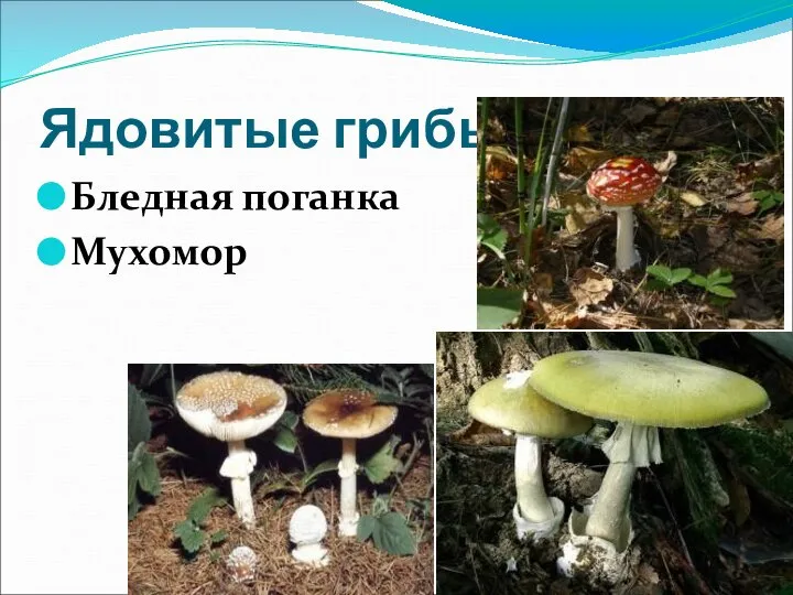 Ядовитые грибы Бледная поганка Мухомор
