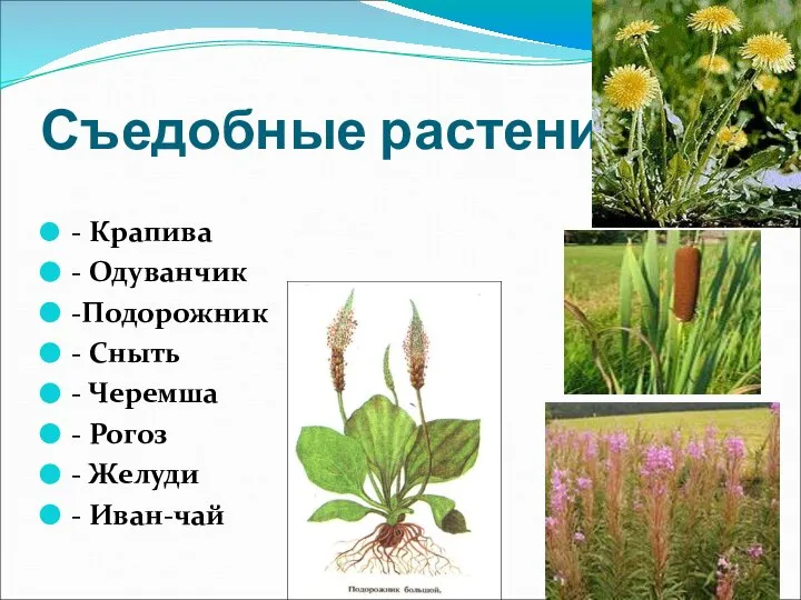 Съедобные растения - Крапива - Одуванчик -Подорожник - Сныть - Черемша -