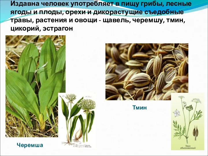 Издавна человек употребляет в пищу грибы, лесные ягоды и плоды, орехи и