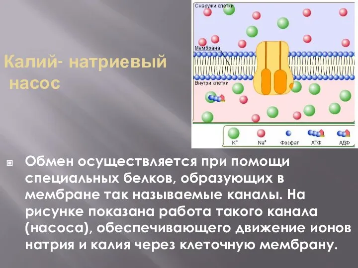 Калий- натриевый насос Обмен осуществляется при помощи специальных белков, образующих в мембране