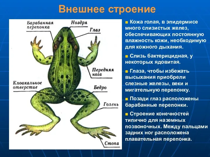 Внешнее строение ■ Кожа голая, в эпидермисе много слизистых желез, обеспечивающих постоянную