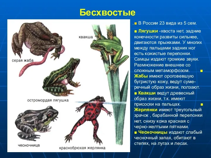 Бесхвостые . ■ В России 23 вида из 5 сем. ■ Лягушки