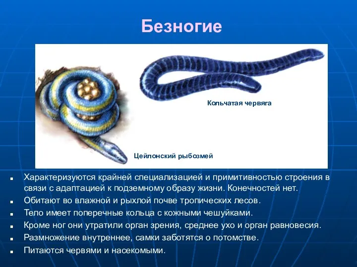 Безногие Характеризуются крайней специализацией и примитивностью строения в связи с адаптацией к