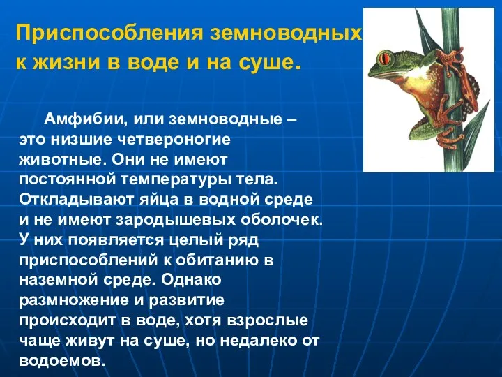 Приспособления земноводных к жизни в воде и на суше. Амфибии, или земноводные