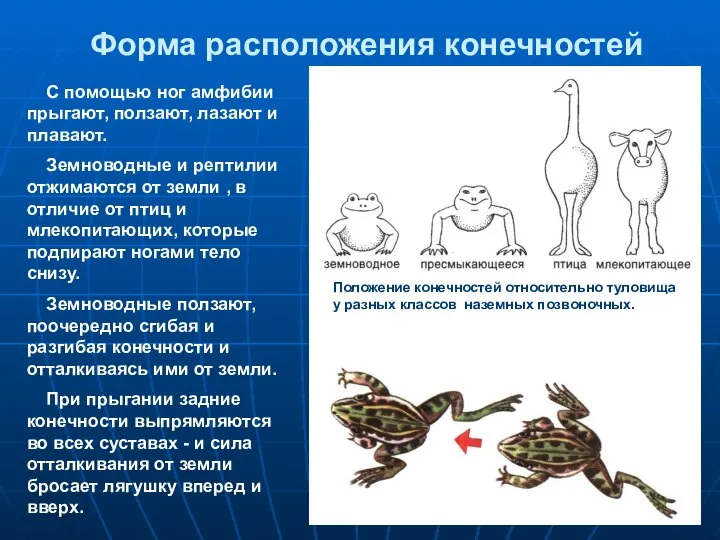 Форма расположения конечностей С помощью ног амфибии прыгают, ползают, лазают и плавают.