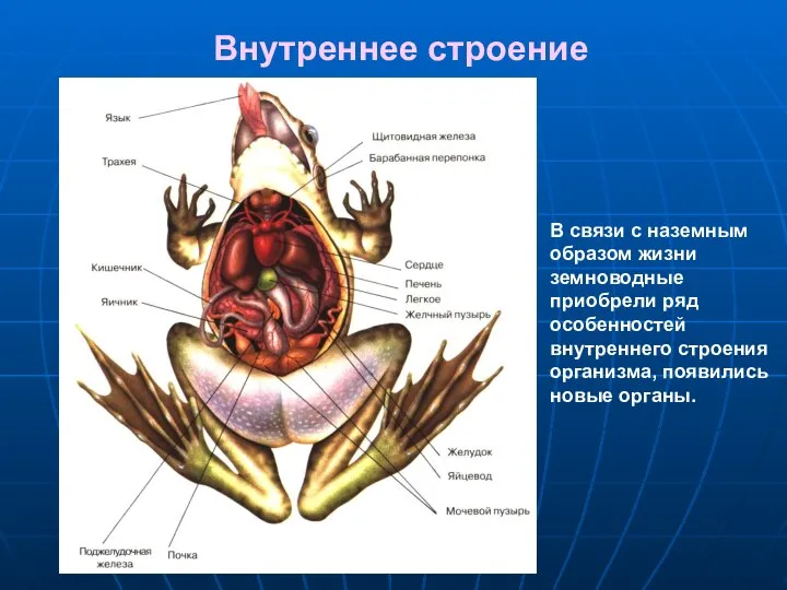 Внутреннее строение В связи с наземным образом жизни земноводные приобрели ряд особенностей