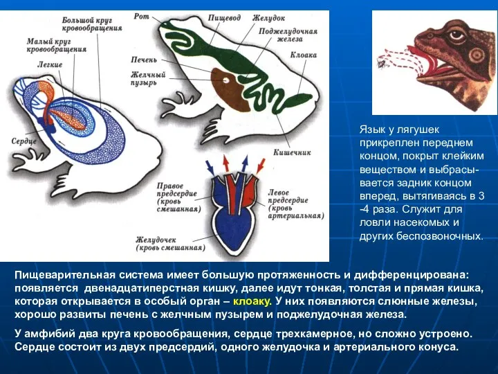 Пищеварительная система имеет большую протяженность и дифференцирована: появляется двенадцатиперстная кишку, далее идут