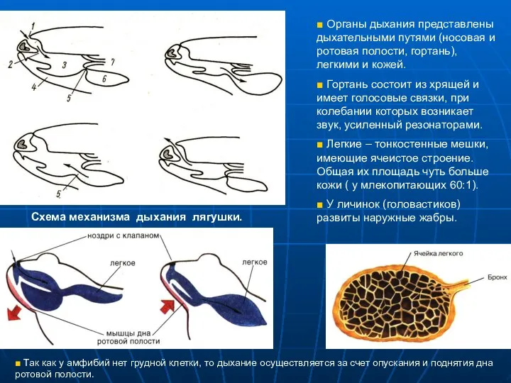 ■ Органы дыхания представлены дыхательными путями (носовая и ротовая полости, гортань), легкими