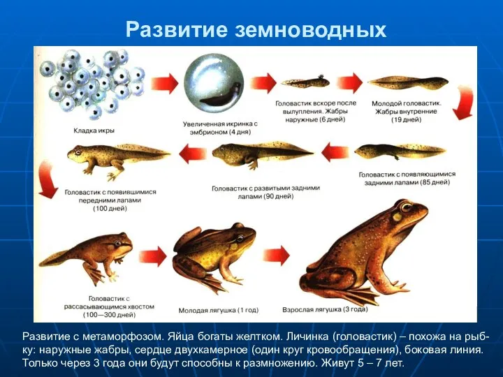 Развитие земноводных Развитие с метаморфозом. Яйца богаты желтком. Личинка (головастик) – похожа