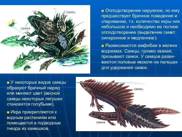 ■ Оплодотворение наружное, но ему предшествует брачное поведение и спаривание, т.к. количество