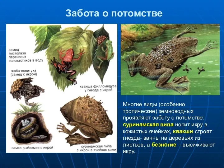 Забота о потомстве Многие виды (особенно тропические) земноводных проявляют заботу о потомстве: