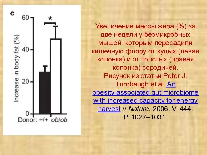 Увеличение массы жира (%) за две недели у безмикробных мышей, которым пересадили