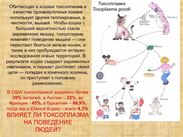 Обитающая в кошках токсоплазма в качестве промежуточных хозяев использует других теплокровных, в