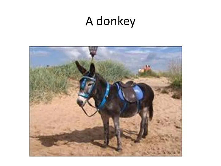 A donkey
