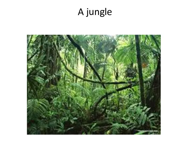 A jungle