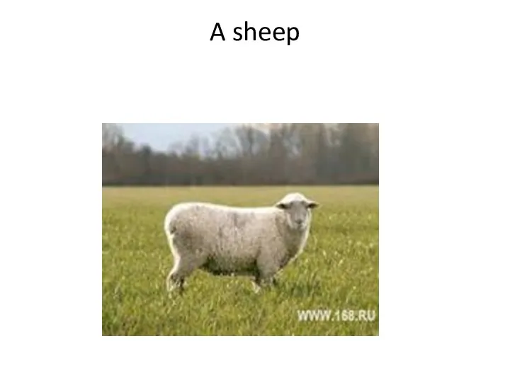 A sheep