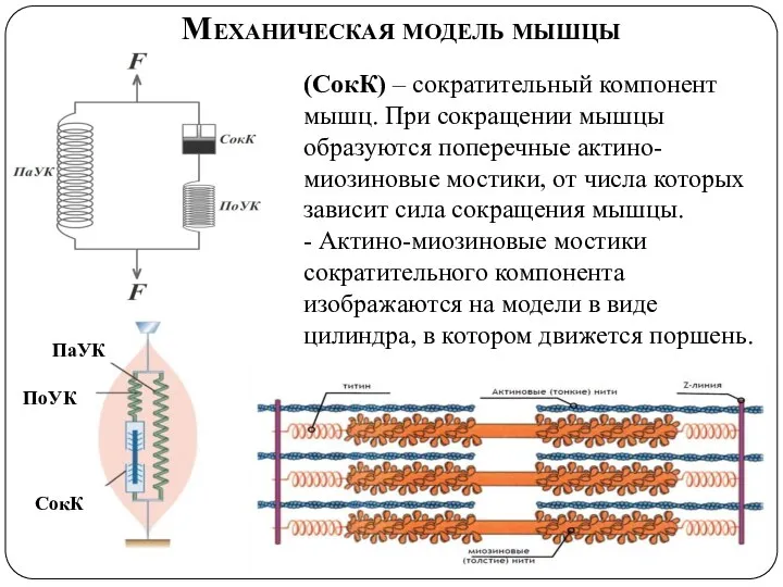 Механическая модель мышцы СокК ПоУК ПаУК (СокК) – сократительный компонент мышц. При