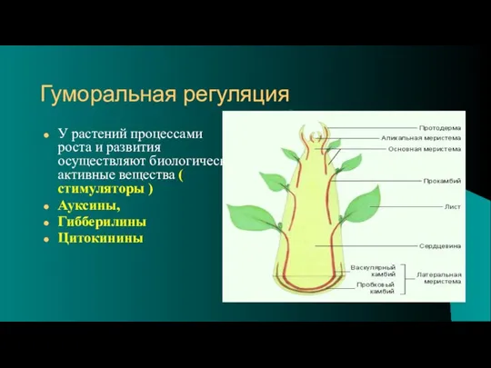 Гуморальная регуляция У растений процессами роста и развития осуществляют биологически активные вещества