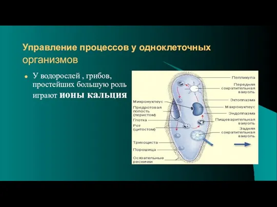 Управление процессов у одноклеточных организмов У водорослей , грибов, простейших большую роль играют ионы кальция