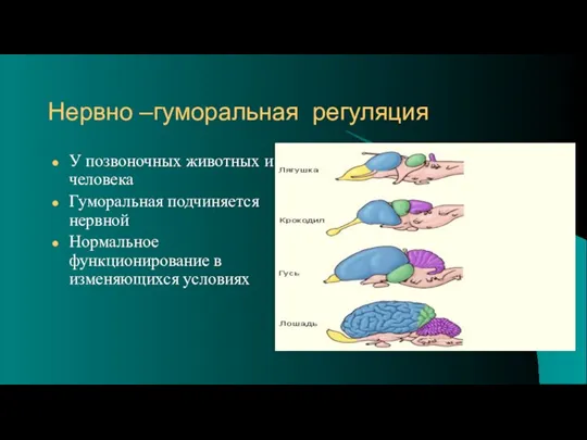 Нервно –гуморальная регуляция У позвоночных животных и человека Гуморальная подчиняется нервной Нормальное функционирование в изменяющихся условиях