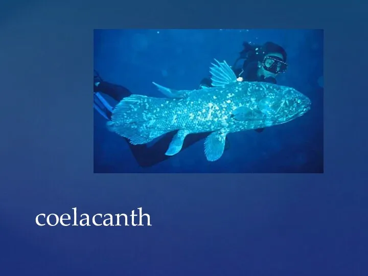 coelacanth