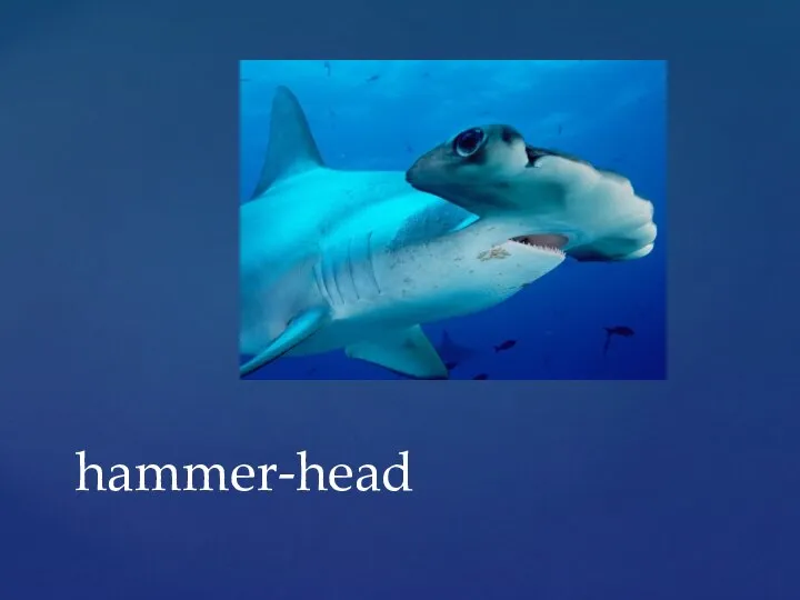 hammer-head